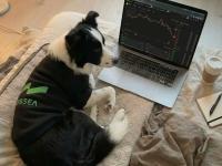 Why do some traders perform consistently well in cryptocurrency perpetual contract trading, while ot